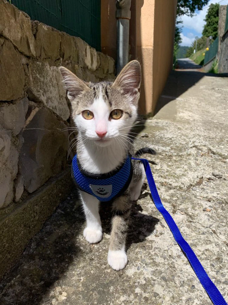 Cat Dog Pet Harness Adjustable Control Vest