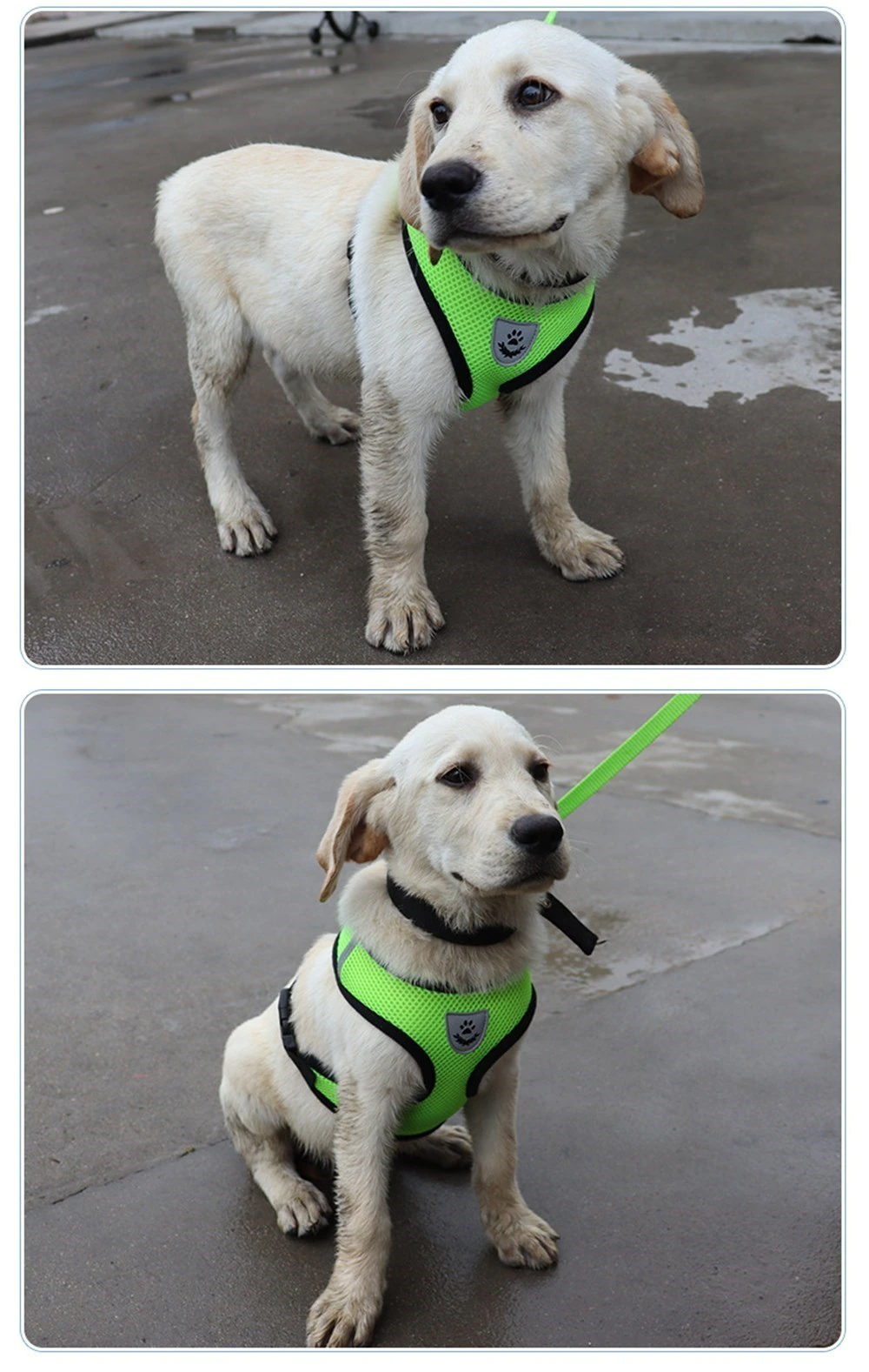 Cat Dog Pet Harness Adjustable Control Vest